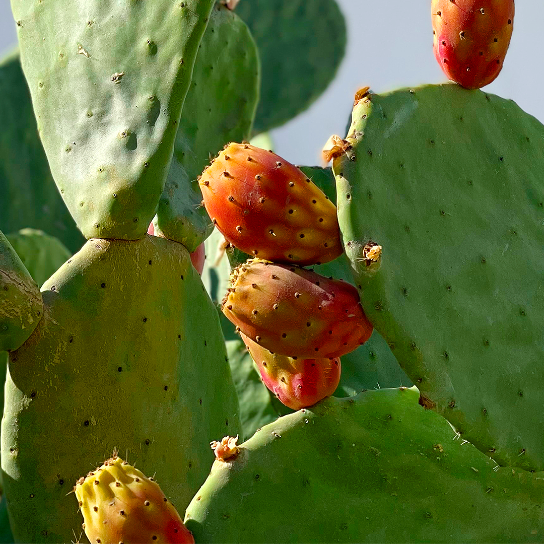 Huile précieuse végétale bio - 30 ml